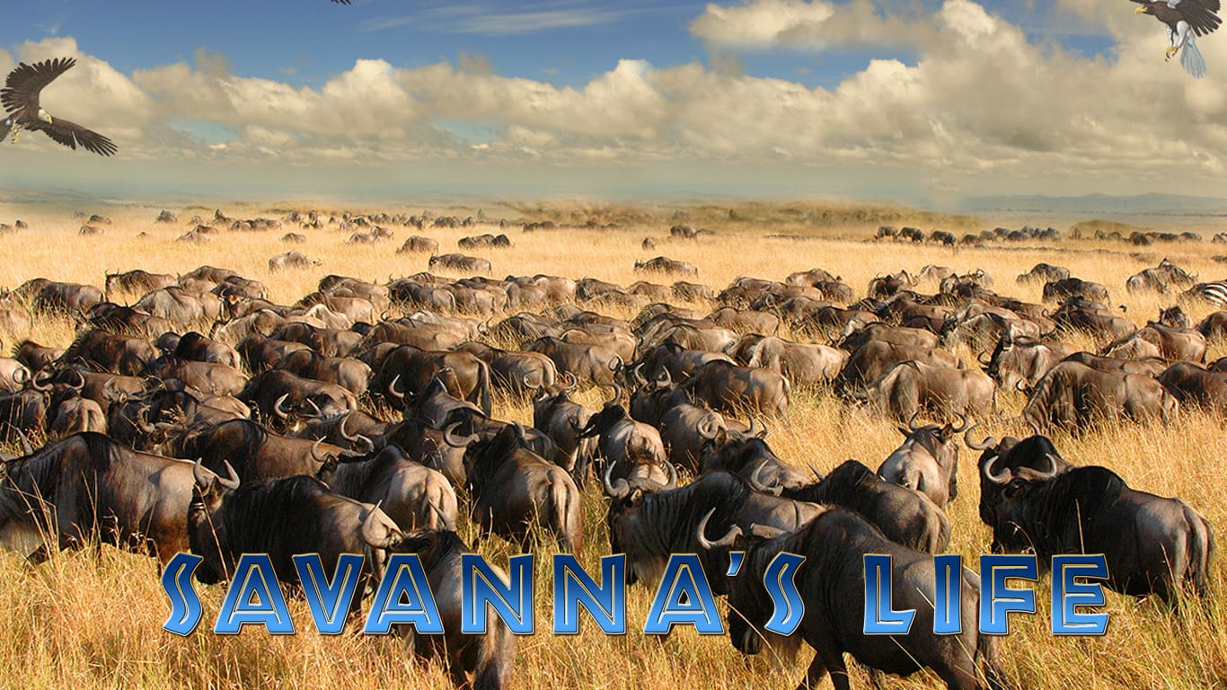 Savanna’s Life